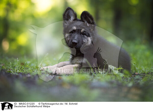Deutscher Schferhund Welpe / German Shepherd puppy / MASC-01220