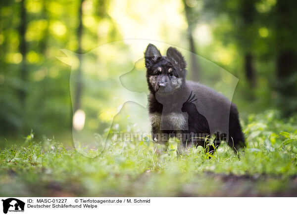 Deutscher Schferhund Welpe / MASC-01227