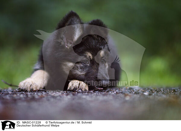Deutscher Schferhund Welpe / German Shepherd puppy / MASC-01228