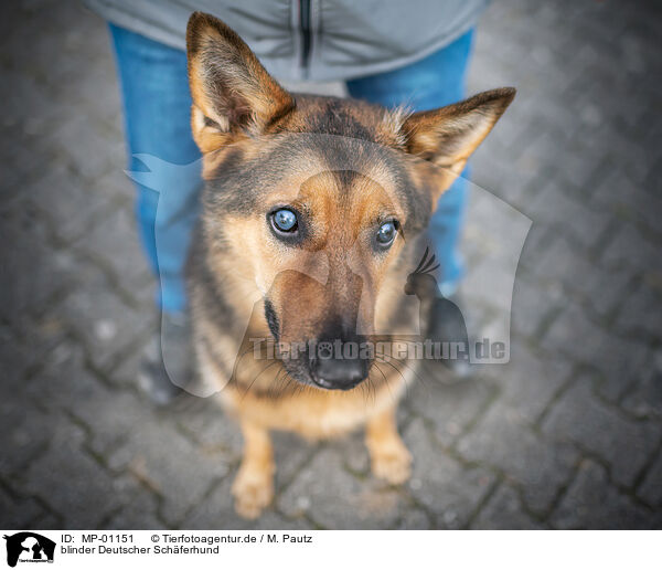 blinder Deutscher Schferhund / blind German Shepherd / MP-01151