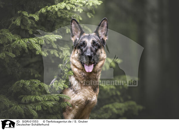 Deutscher Schferhund / German Shepherd / SGR-01553