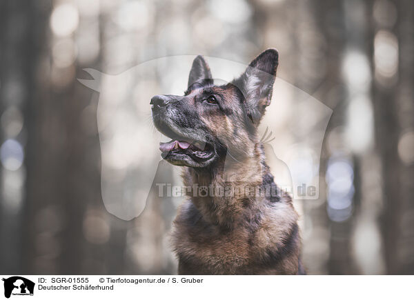 Deutscher Schferhund / SGR-01555