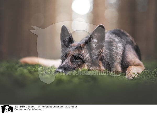 Deutscher Schferhund / SGR-01556