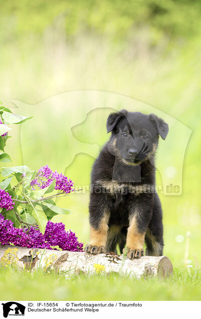 Deutscher Schferhund Welpe / German Shepherd Puppy / IF-15654