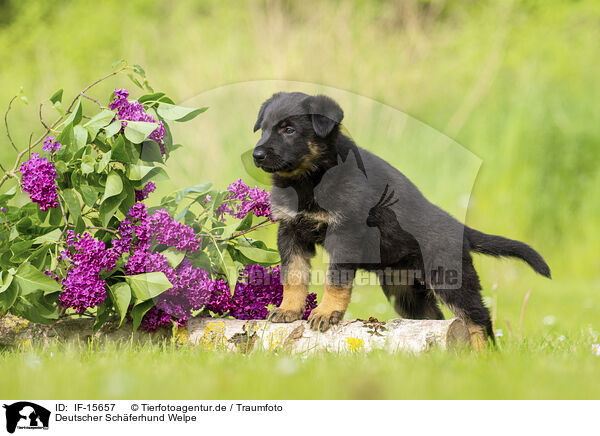 Deutscher Schferhund Welpe / German Shepherd Puppy / IF-15657
