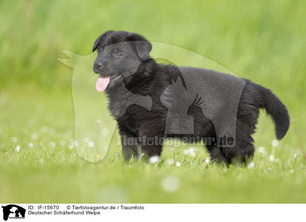 Deutscher Schferhund Welpe / IF-15670