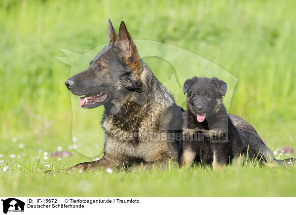 Deutscher Schferhunde / German Shepherds / IF-15672