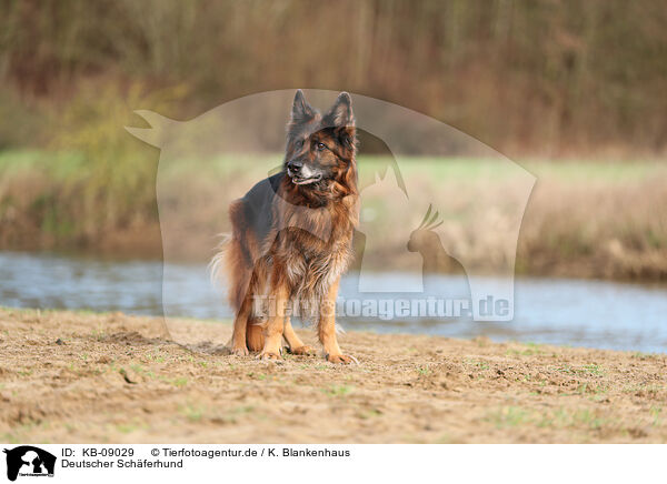 Deutscher Schferhund / KB-09029