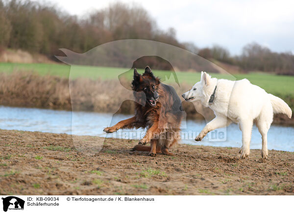 Schferhunde / shepherds / KB-09034
