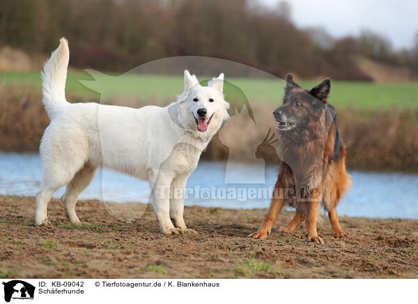 Schferhunde / KB-09042