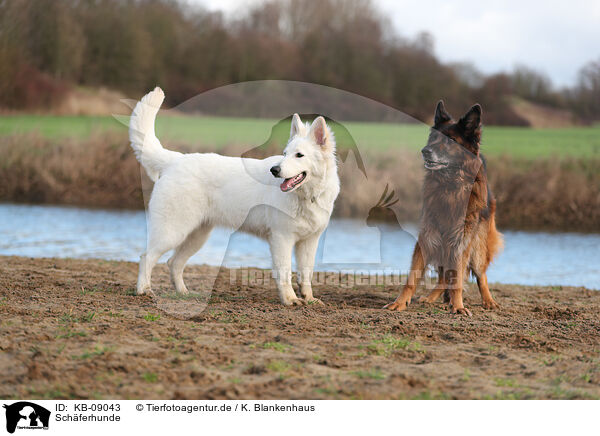 Schferhunde / KB-09043