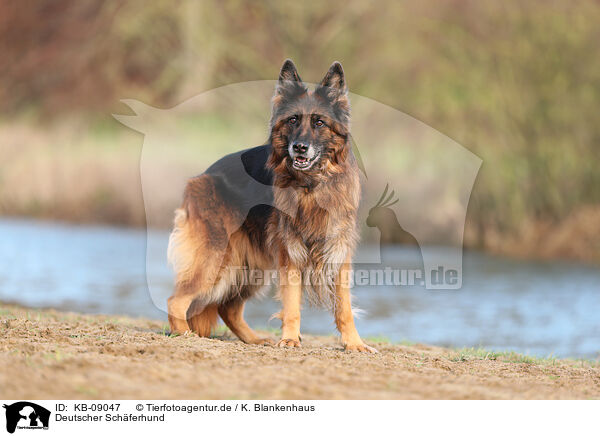 Deutscher Schferhund / KB-09047