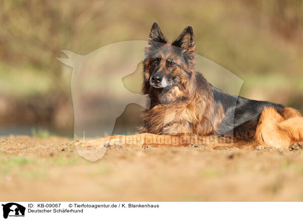 Deutscher Schferhund / KB-09067