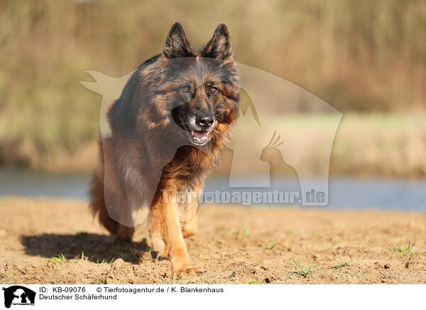 Deutscher Schferhund / KB-09076