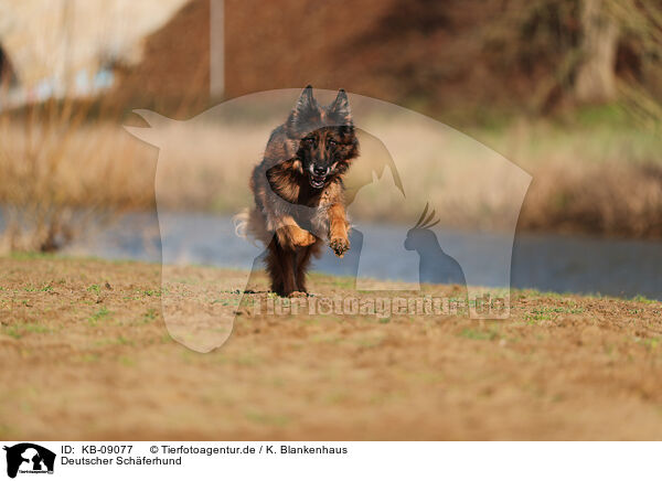 Deutscher Schferhund / KB-09077