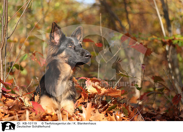 Deutscher Schferhund / German Shepherd / KB-10119