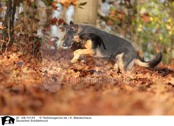 Deutscher Schferhund / KB-10145