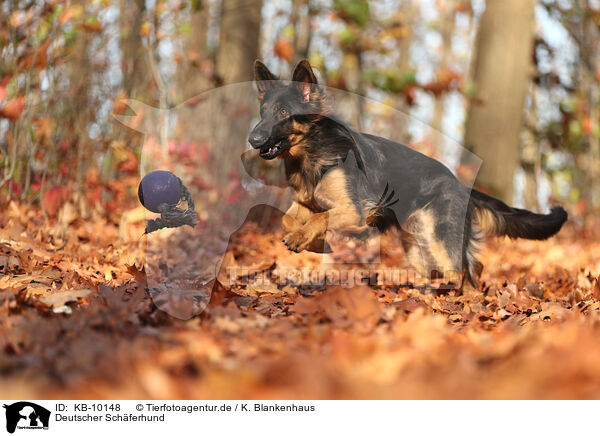 Deutscher Schferhund / German Shepherd / KB-10148