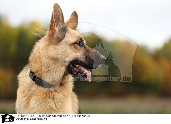 Deutscher Schferhund / KB-10496