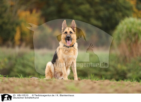 Deutscher Schferhund / KB-10510