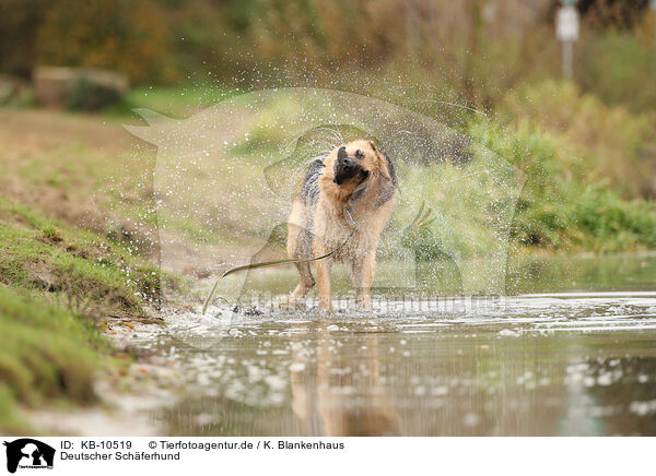 Deutscher Schferhund / KB-10519