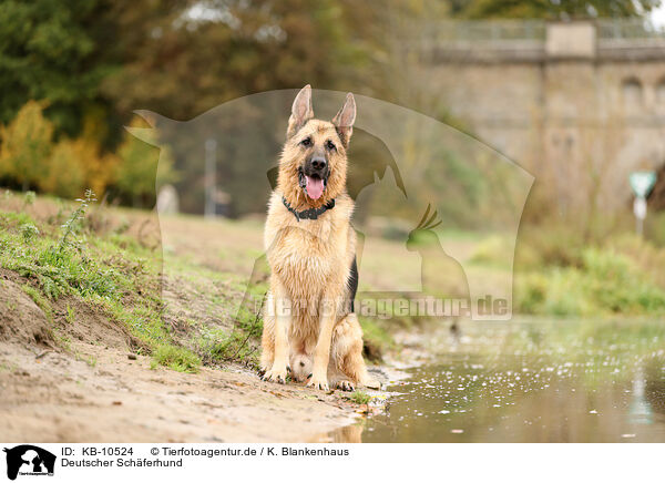 Deutscher Schferhund / KB-10524