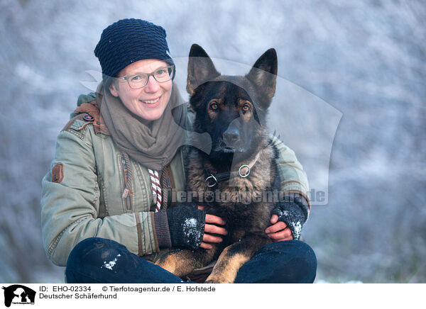 Deutscher Schferhund / German Shepherd / EHO-02334