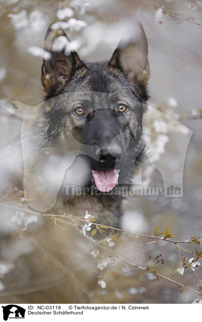 Deutscher Schferhund / German Shepherd / NC-03118