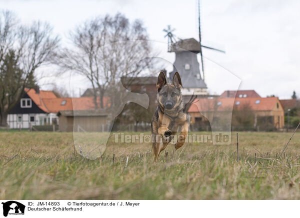 Deutscher Schferhund / German Shepherd / JM-14893