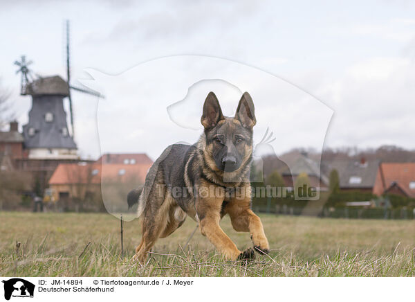 Deutscher Schferhund / German Shepherd / JM-14894