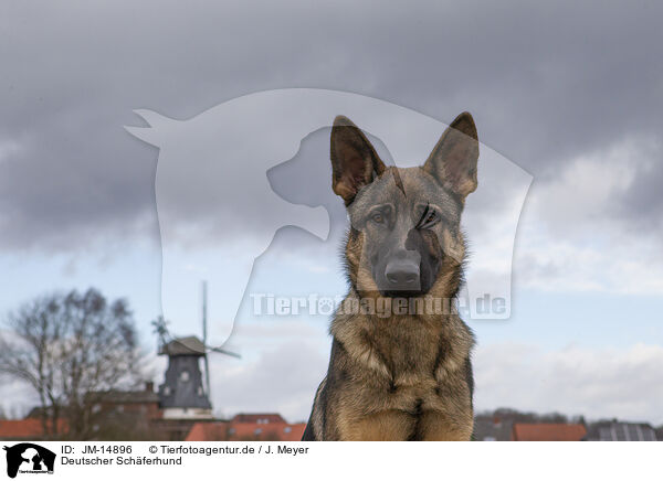 Deutscher Schferhund / German Shepherd / JM-14896