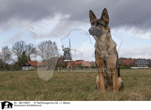 Deutscher Schferhund / German Shepherd / JM-14897