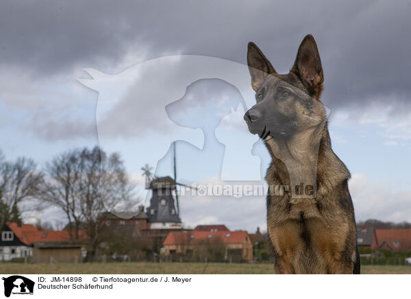 Deutscher Schferhund / German Shepherd / JM-14898