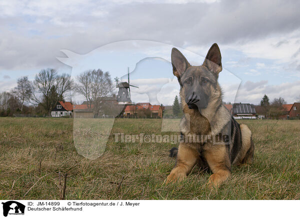 Deutscher Schferhund / German Shepherd / JM-14899