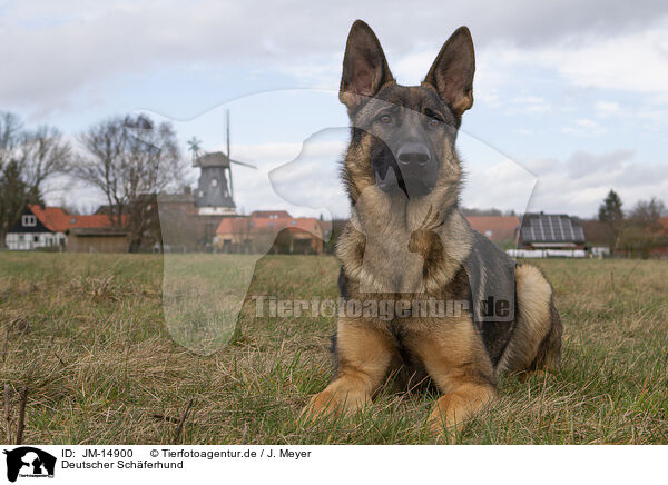 Deutscher Schferhund / German Shepherd / JM-14900