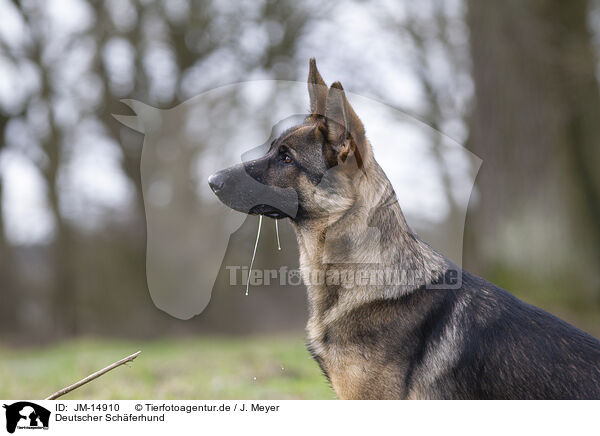 Deutscher Schferhund / German Shepherd / JM-14910