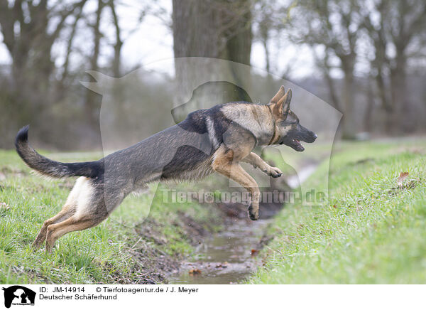 Deutscher Schferhund / JM-14914