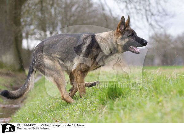 Deutscher Schferhund / JM-14921
