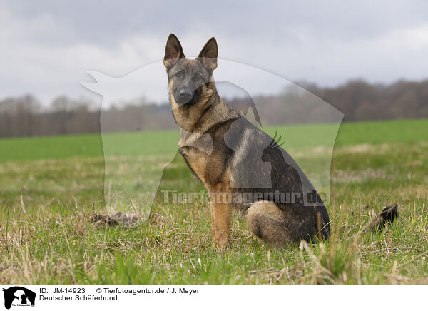 Deutscher Schferhund / JM-14923