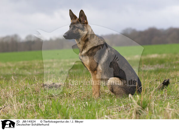 Deutscher Schferhund / JM-14924
