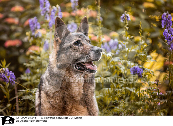 Deutscher Schferhund / German Shepherd / JAM-04245