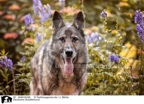 Deutscher Schferhund / German Shepherd / JAM-04246