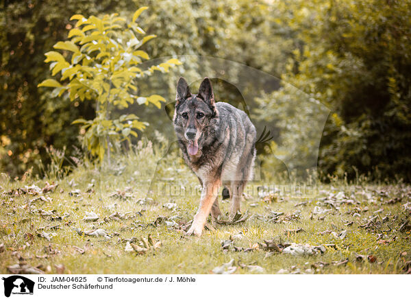 Deutscher Schferhund / JAM-04625