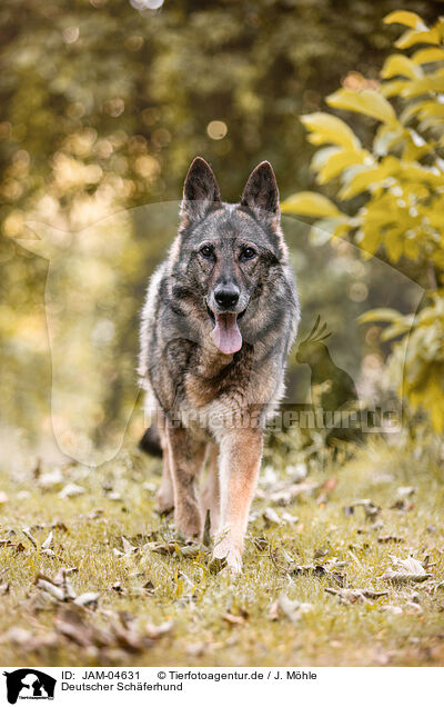 Deutscher Schferhund / German Shepherd / JAM-04631