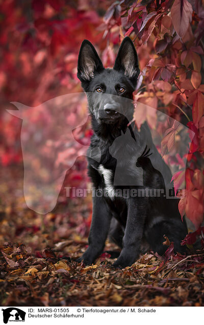 Deutscher Schferhund / German Shepherd / MARS-01505