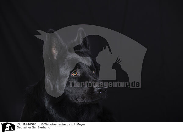 Deutscher Schferhund / German Shepherd / JM-16590