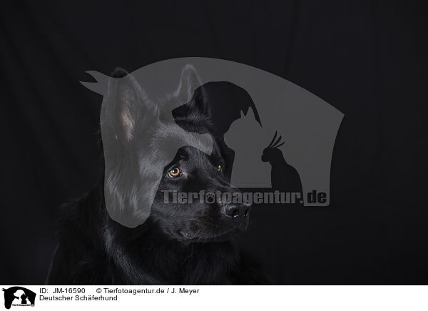 Deutscher Schferhund / JM-16590