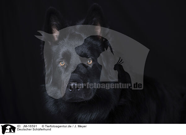 Deutscher Schferhund / JM-16591