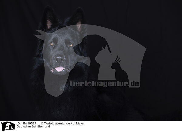 Deutscher Schferhund / German Shepherd / JM-16597