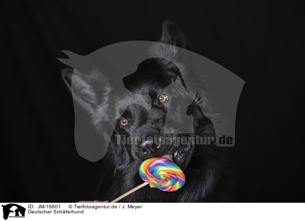 Deutscher Schferhund / German Shepherd / JM-16601